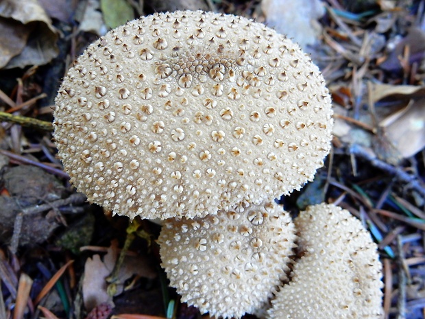 prášnica bradavičnatá Lycoperdon perlatum Pers.