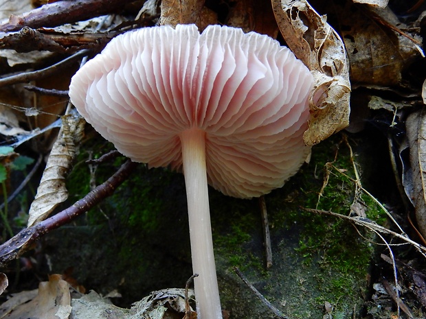 prilbička ružovkastá Mycena rosea Gramberg