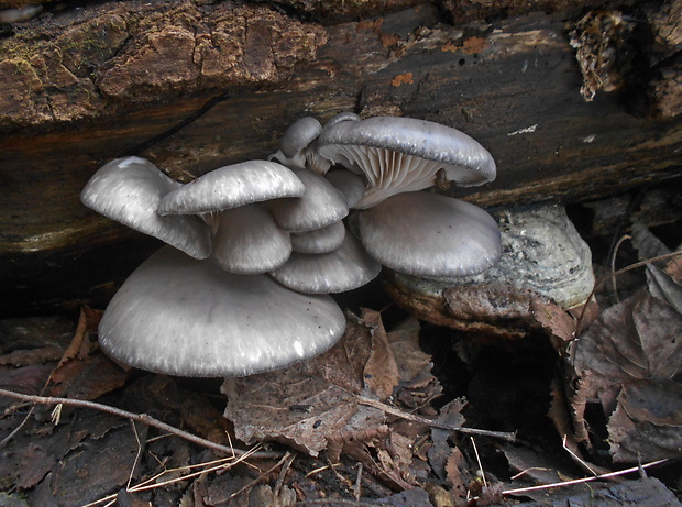 hliva ustricovitá Pleurotus ostreatus (Jacq.) P. Kumm.