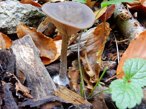 strmulica čiaškovitá Pseudoclitocybe cyathiformis (Bull.) Singer