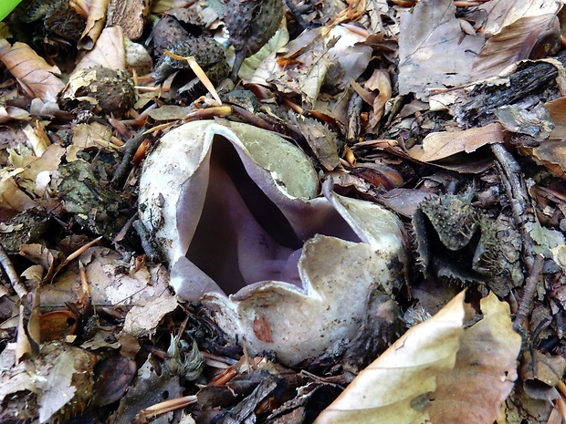 tulipánovka fialová Sarcosphaera coronaria (Jacq.) J. Schröt.