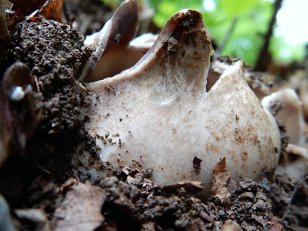 tulipánovka fialová Sarcosphaera coronaria (Jacq.) J. Schröt.