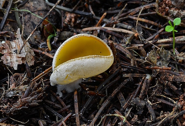 ušnička koreňujúca Sowerbyella radiculata (Sowerby) Nannf.