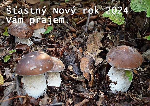 Prajem príjemného Silvestra a veľa úspechov v Novom roku 2024