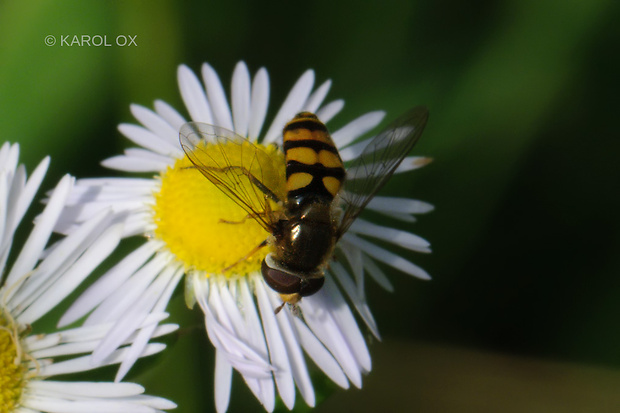 pestrica Eupeodes latifasciatus (Macquart, 1829)