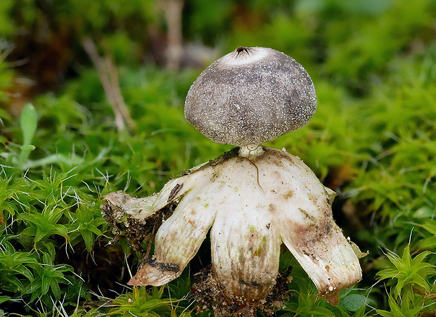 hviezdovka Geastrum granulosum Fuckel