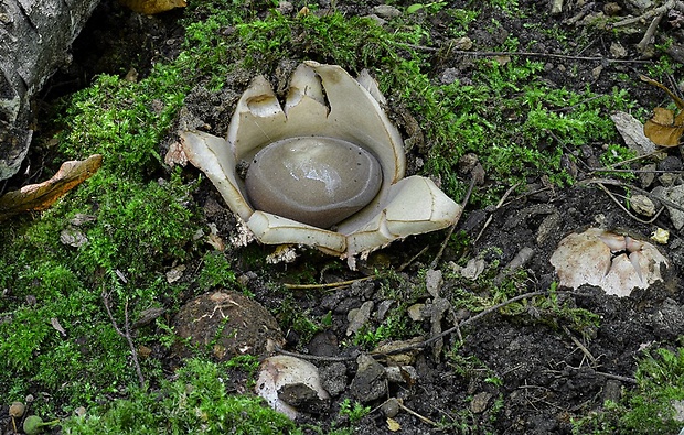 hviezdovka červenkastá Geastrum rufescens Pers.