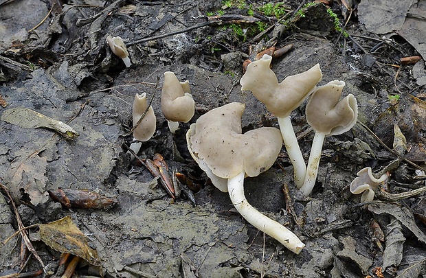 chriapač pružný Helvella elastica Bull.