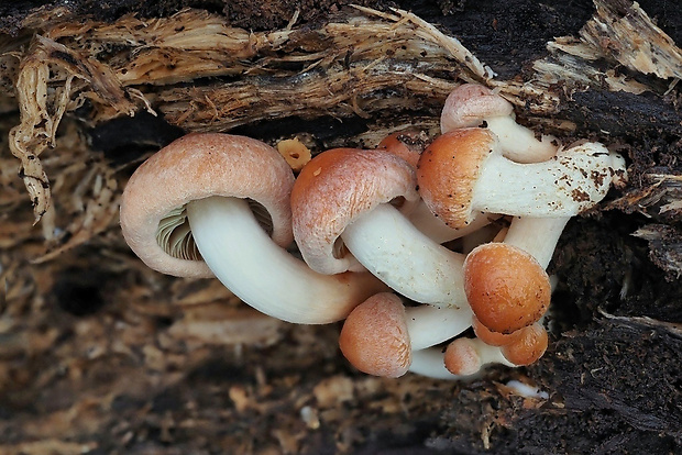 strapcovka tehlovočervená Hypholoma lateritium (Schaeff.) P. Kumm.