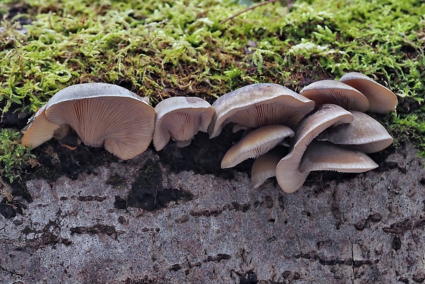 pňovka neskorá Sarcomyxa serotina (Pers.) P. Karst.