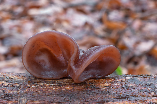 uchovec bazový Auricularia auricula-judae (Bull.) Quél.