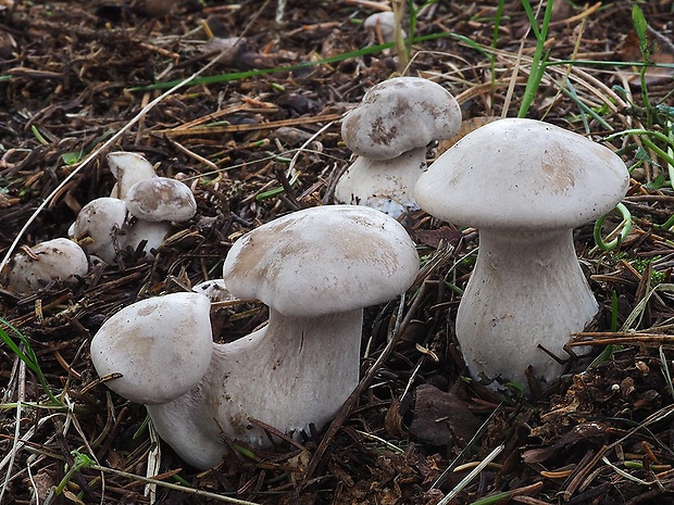 strmuľka inovaťová Clitocybe nebularis (Batsch) P. Kumm.