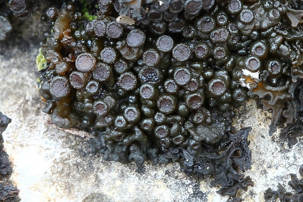 koléma  Collema fasciculare Sommerf.