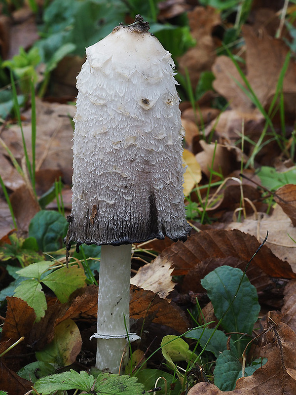 hnojník obyčajný Coprinus comatus (O.F. Müll.) Pers.