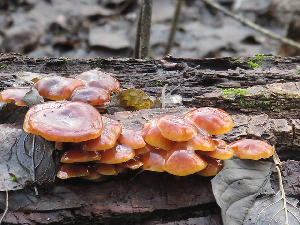 plamienka Flammulina sp.