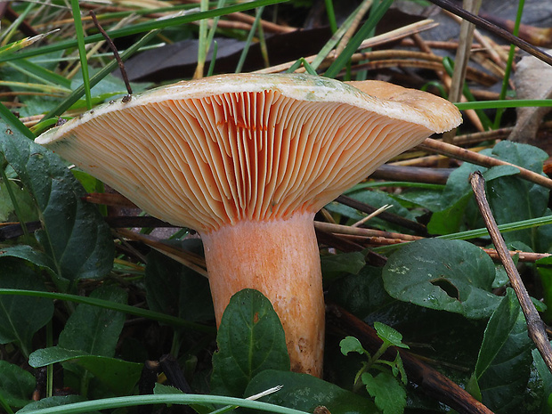 rýdzik oranžovokrvavý Lactarius semisanguifluus R. Heim & Leclair