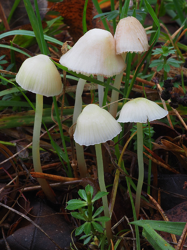 prilbička slizká Mycena epipterygia (Scop.) Gray