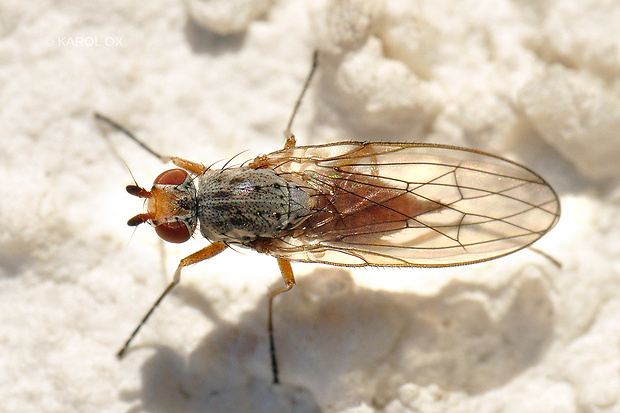 fúzavka ♀ Tephrochlamys rufiventris (Meigen, 1830)