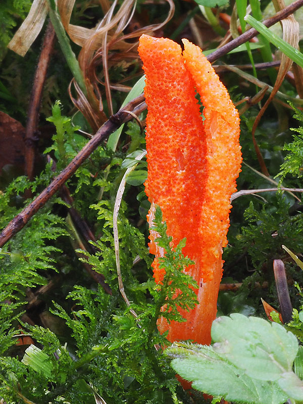 žezlovka hmyzová Cordyceps militaris (Fr.) Link