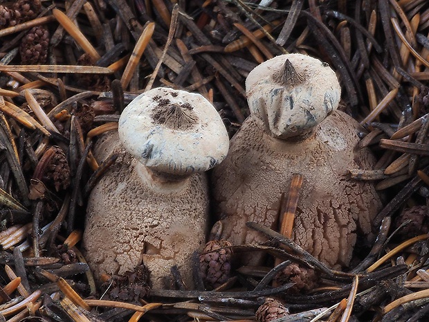 hviezdovka golierikovitá Geastrum striatum DC.