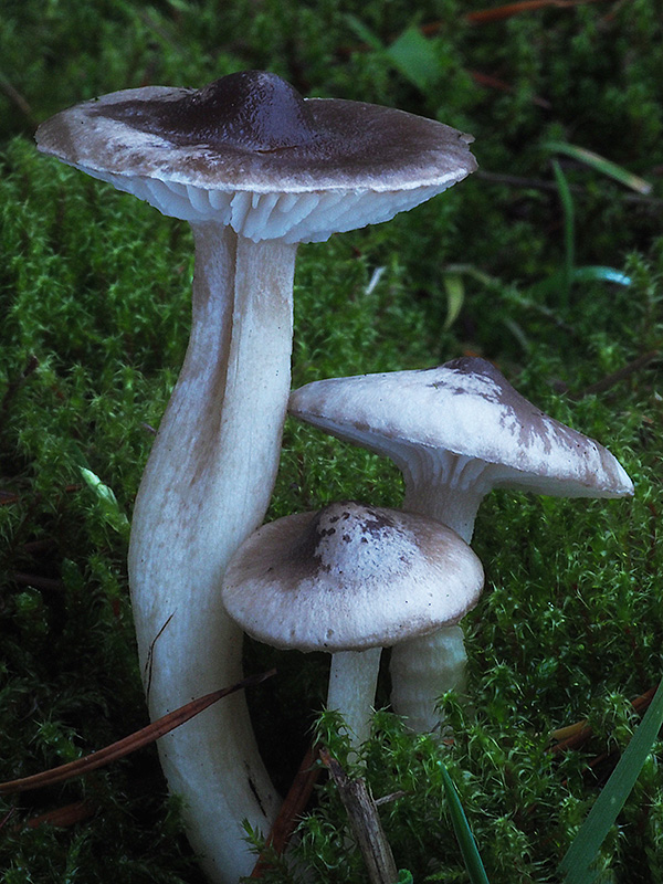 šťavnačka voňavá Hygrophorus agathosmus (Fr.) Fr.