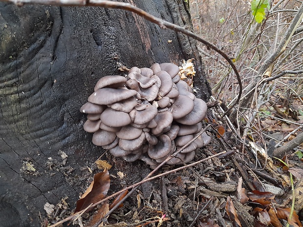 hliva ustricovitá Pleurotus ostreatus (Jacq.) P. Kumm.