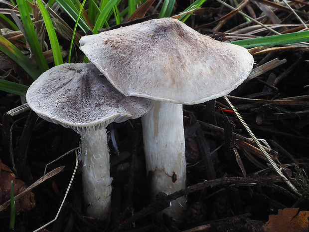 čírovka zemná Tricholoma terreum (Schaeff.) P. Kumm.