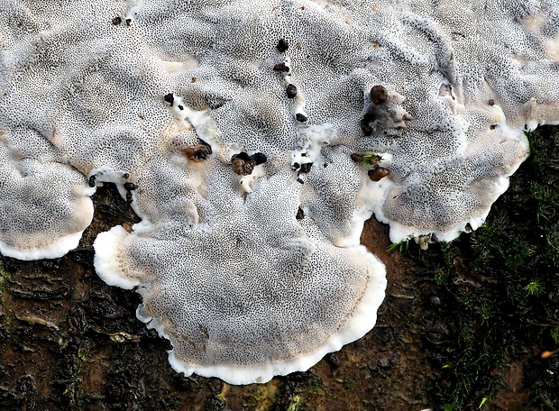 sivopórovka tmavá Bjerkandera adusta (Willd.) P. Karst.