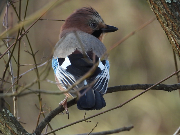 sojka škriekavá Garrulus glandarius