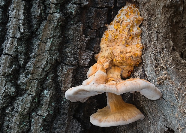 sírovec obyčajný Laetiporus sulphureus (Bull.) Murrill