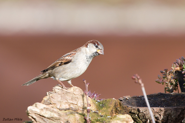 vrabec domový Passer domesticus