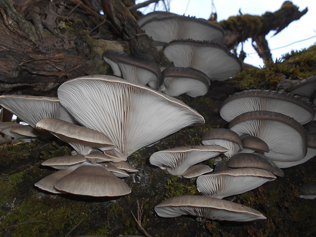 hliva ustricovitá Pleurotus ostreatus (Jacq.) P. Kumm.