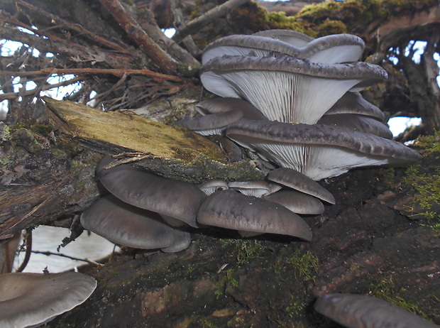 hliva ustricovitá Pleurotus ostreatus (Jacq.) P. Kumm.