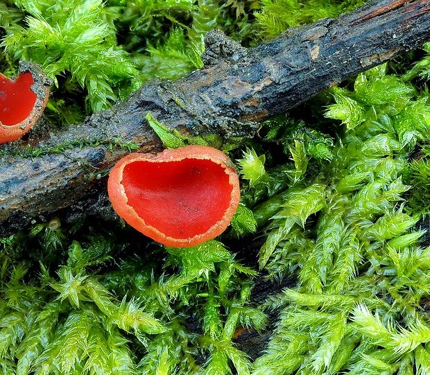 ohnivec Sarcoscypha sp.