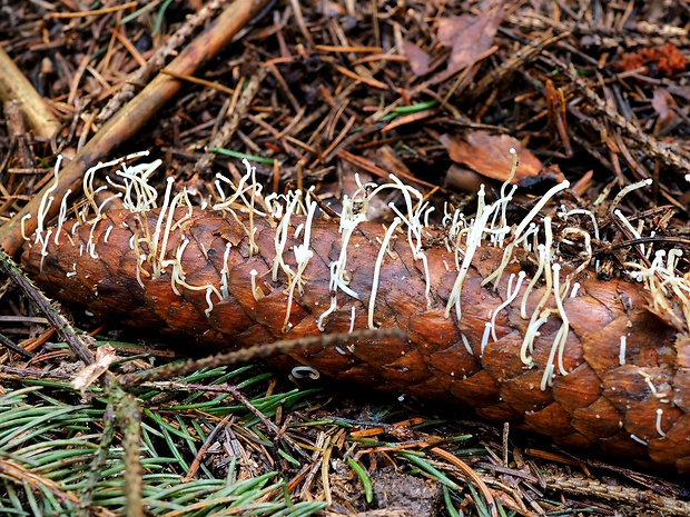 peniazočka smreková Strobilurus esculentus (Wulfen) Singer