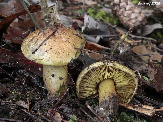 čírovka sírovožltá Tricholoma sulphureum (Bull.) P. Kumm.