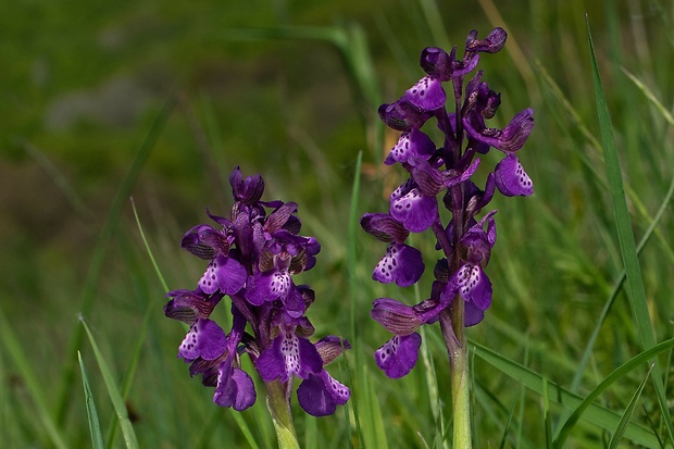 červenohlav obyčajný Anacamptis morio (L.) R. M. Bateman, A. M. Pringeon & M. W. Chase