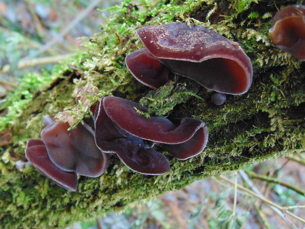 uchovec bazový Auricularia auricula-judae (Bull.) Quél.