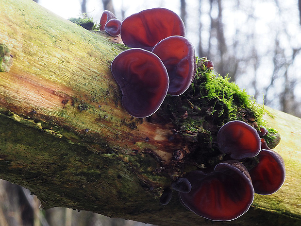 uchovec bazový Auricularia auricula-judae (Bull.) Quél.