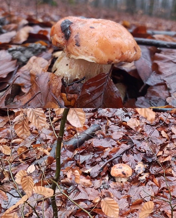 hríb smrekový Boletus edulis Bull.