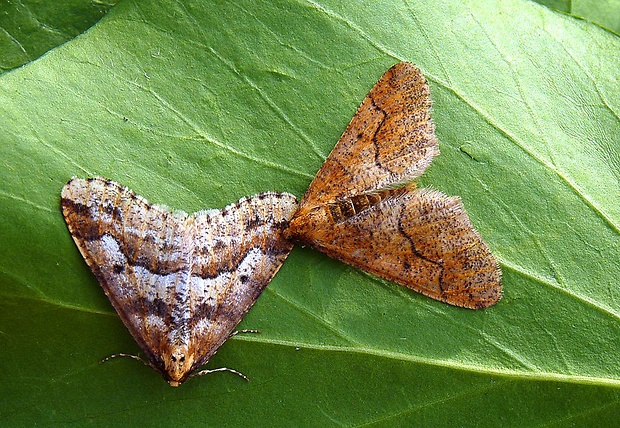 padivka zimná Erannis defoliaria