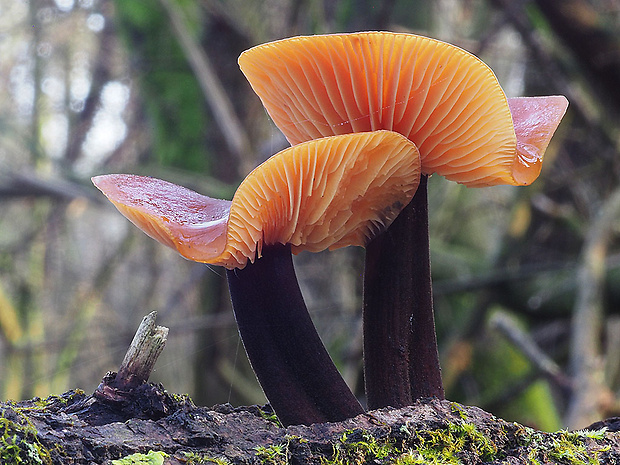 plamienka Flammulina sp.