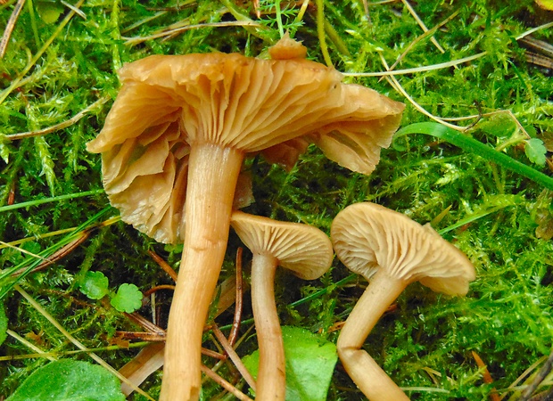 šťavnačka Hygrophorus sp. ?