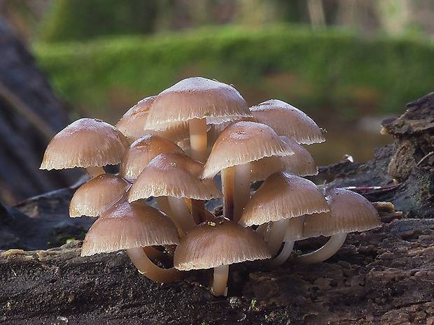 prilbička hnedosivá Mycena tintinnabulum (Paulet) Quél.