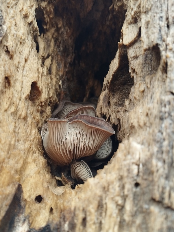 hliva ustricovitá Pleurotus ostreatus (Jacq.) P. Kumm.