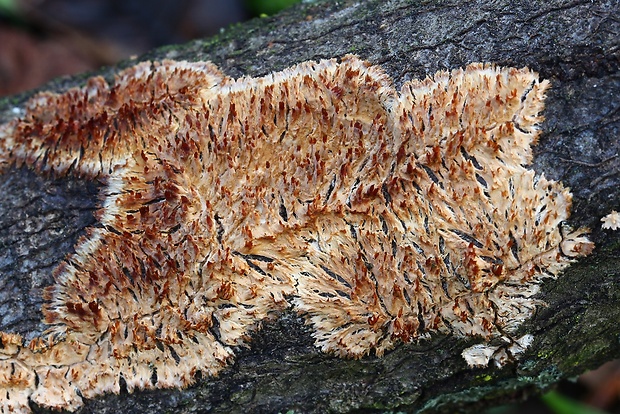 struháčik blanitý Radulomyces molaris (Chaillet ex Fr.) M.P. Christ.