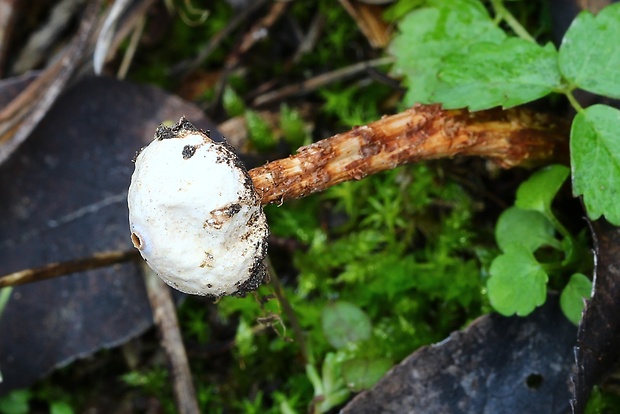 stopkovec šupinatý Tulostoma squamosum Pers.