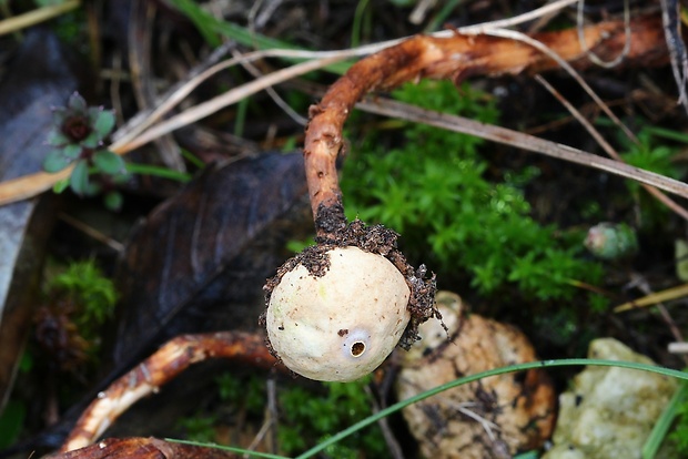 stopkovec šupinatý Tulostoma squamosum Pers.