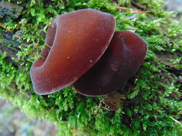 uchovec bazový Auricularia auricula-judae (Bull.) Quél.