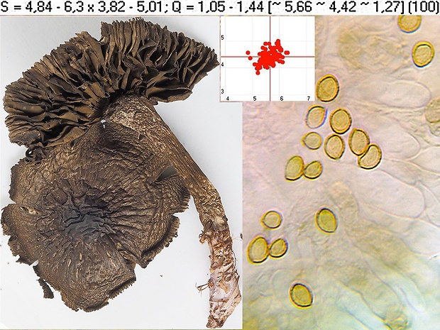 pavučinovec šupinatý Cortinarius ectypus J. Favre